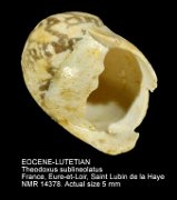 EOCENE-LUTETIAN Theodoxus sublineolatus